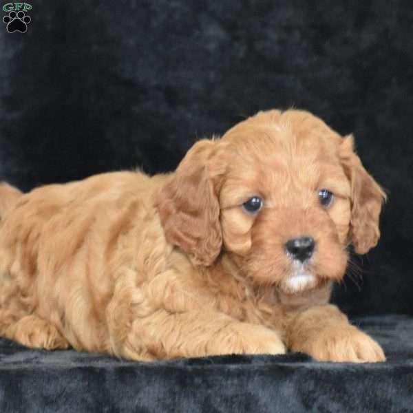 Coby, Cavapoo Puppy